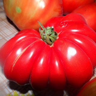 Томат Русская Гармошка (большой пакет)