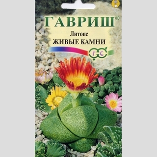 Литопс Живые Камни
