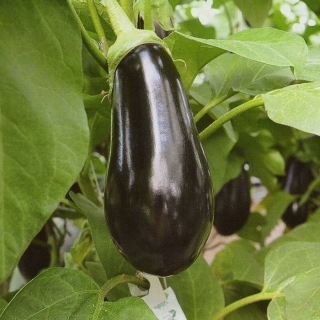 Баклажан Маугли