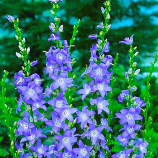 Колокольчик пирамидальный голубой