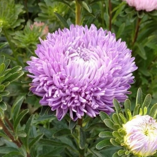 Астра Хризантелла Сиреневый восторг
