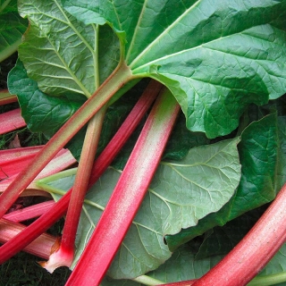 Ревень Компотный черешковый