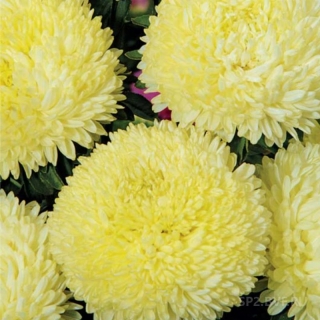 Астра Джувел Хелиодор