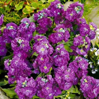 Левкой Дюймовочка Фиолетовый