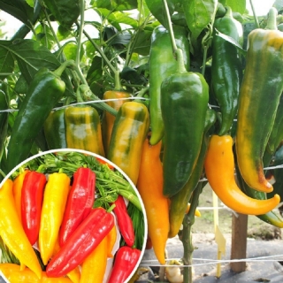 Перец Русский размер Бивни Мамонта F1