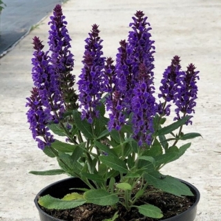 Шалфей Новое Измерение Синий дубравный (New Dimension Blue) (большой пакет)