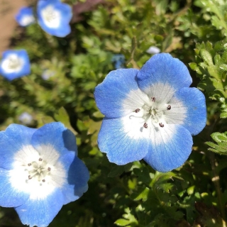 Немофила Голубая (менциса)