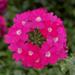 Вербена Элизабет