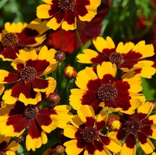 Кореопсис Золотой принц