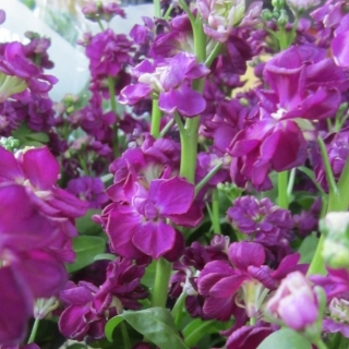 Левкой Фуке