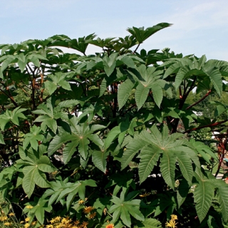 Клещевина Занзибарская