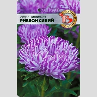 Астра Риббон Блю