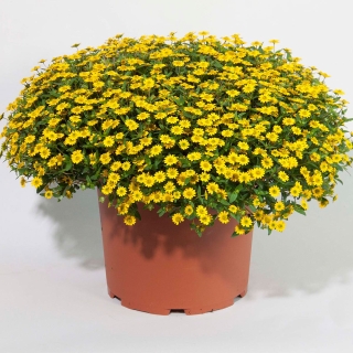 Санвиталия Королева Солнца