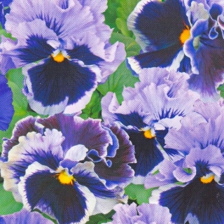 Виола Махровое кружево Синяя F1 (Виттрока)