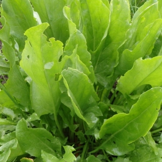 Щавель Трапеза