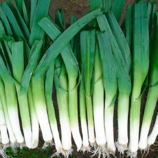 Лук Сибирский Гигант порей
