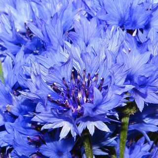 Василек Волна синий