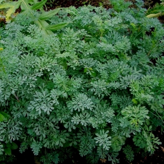 Рута Кружевница (овощная)