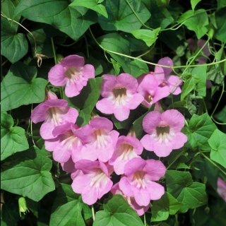 Азарина Музыка моря