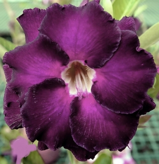 Адениум Ночной Ангел (тучный) (большой пакет)