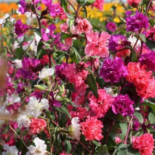 Кларкия Изящная смесь