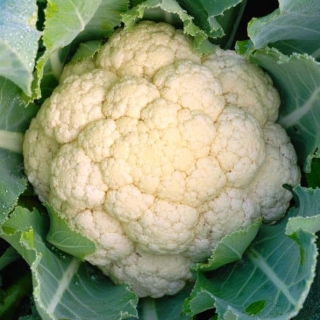 Капуста Сугроб цветная