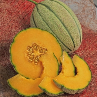 Дыня Канталупа желтая F1