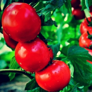 Томат Невский Юбилейный