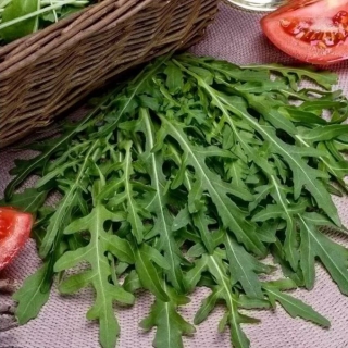 Двурядник Пасьянс тонколистный (Рукола дикая)