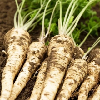 Петрушка Корень Мандрагоры (корневая)