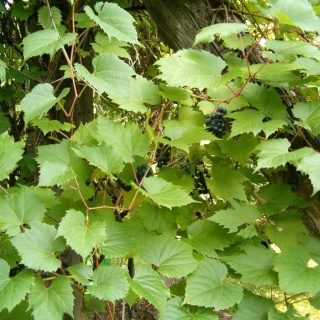 Партеноциссус Зеленая гора прибрежный (виноград)