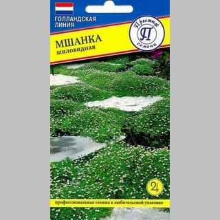 Мшанка шиловидная