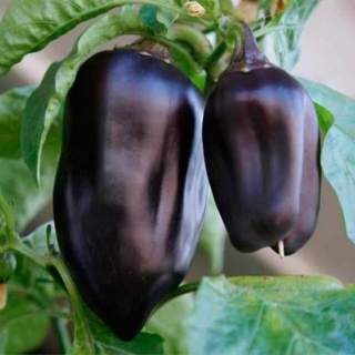 Перец Пантера