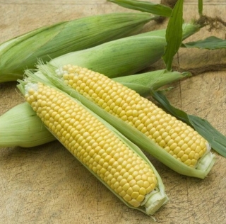 Кукуруза Гамма F1