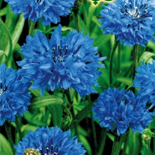 Василек Лагуна синий