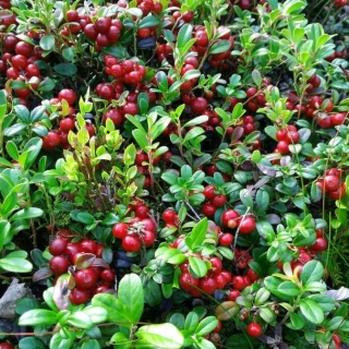 Клюква Царевна болотная (большой пакет)