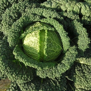 Капуста Московская кружевница (савойская)