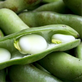 Бобы Белый жемчуг