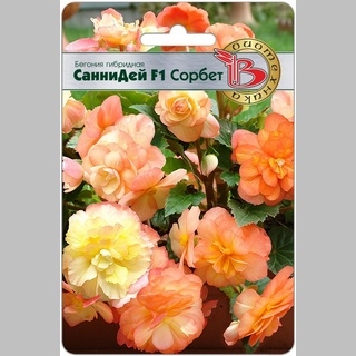Бегония Санни Дей F1 Сорбет (клубневая)
