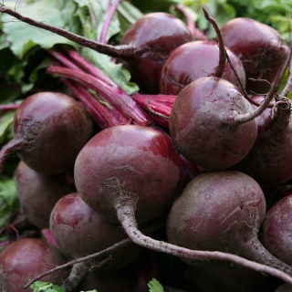 Свекла Детройт