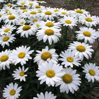 Нивяник Стефания