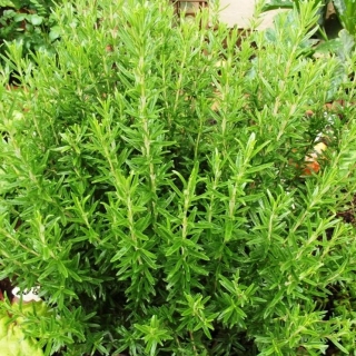 Тимьян Медовый аромат