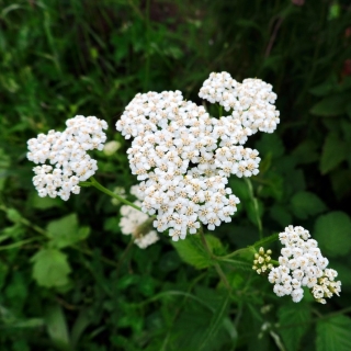 Тысячелистник Васюринский (обыкновенный)