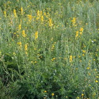 Репешок обыкновенный