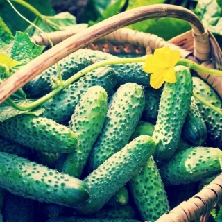 Огурец Лилипут F1