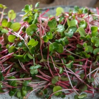 Микрозелень Редис листовой Китайский розовый