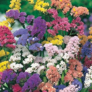 Лимониум Борнтальский (выемчатый) смесь