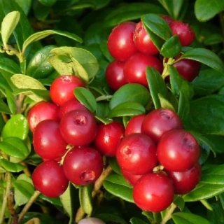 Брусника Рубин