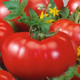 Томат Клуша