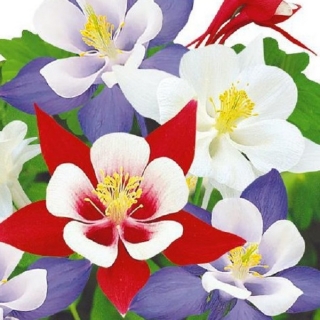 Аквилегия Триколор смесь